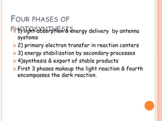 FOUR PHASES OF
PHOTOSYNTHESIS 1) light absorption & energy delivery by antenna
systems
 2) primary electron transfer in reaction centers
 3) energy stabilization by secondary processes
 4)synthesis & export of stable products
 First 3 phases makeup the light reaction & fourth
encompasses the dark reaction.
 