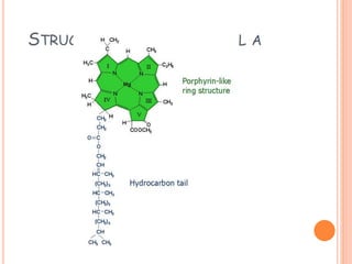 STRUCTURE OF CHLOROPHYLL A
 