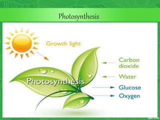 Photosynthesis
 