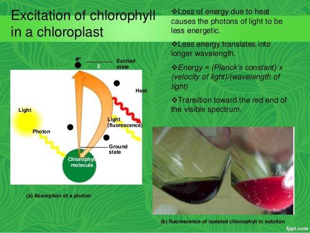 stages of photsynthesis Photosynthesis: the dark phase photosynthesis in the dark phase the other two stages of the dark phase of photosynthesis are reduction and regeneration let's see what each of these stages covers fixation: the first enzyme that intervenes in the calvin cycle is called rubisco. stages of photsynthesis Photosynthesis: the dark phase photosynthesis in the dark phase the other two stages of the dark phase of photosynthesis are reduction and regeneration let's see what each of these stages covers fixation: the first enzyme that intervenes in the calvin cycle is called rubisco.