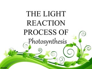 Photosynthesis
THE LIGHT
REACTION
PROCESS OF
 