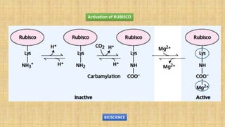 Photosynthesis | PPTX