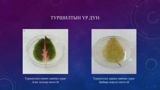 Photosynthesis | PPT