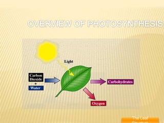 Topper Photosynthesis Overview Photosynthesis (overview) | PPTX