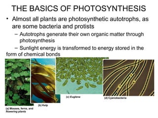 • Almost all plants are photosynthetic autotrophs, as
are some bacteria and protists
– Autotrophs generate their own organic matter through
photosynthesis
– Sunlight energy is transformed to energy stored in the
form of chemical bonds
(b) Kelp
(a) Mosses, ferns, and
flowering plants
(c) Euglena (d) Cyanobacteria
THE BASICS OF PHOTOSYNTHESIS
 