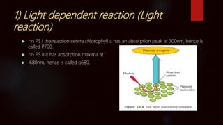1) Light dependent reaction (Light
reaction)
 *In PS I the reaction centre chlorophyll a has an absorption peak at 700nm, hence is
called P700.
 *In PS II it has absorption maxima at
 680nm, hence is called p680.
 