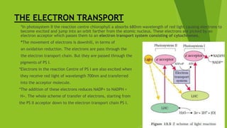 THE ELECTRON TRANSPORT
 *In photosystem II the reaction centre chlorophyll a absorbs 680nm wavelength of red light causing electrons to
become excited and jump into an orbit farther from the atomic nucleus. These electrons are picked by an
electron acceptor which passes them to an electron transport system consisting of cytochromes.
 *The movement of electrons is downhill, in terms of
 an oxidation reduction. The electrons are pass through the
 the electron transport chain. But they are passed through the
pigments of PS I.
*Electrons in the reaction Centre of PS I are also excited when
they receive red light of wavelength 700nm and transferred
into the acceptor molecule.
*The addition of these electrons reduces NADP+ to NADPH +
H+. The whole scheme of transfer of electrons, starting from
the PS II acceptor down to the electron transport chain PS I.
 