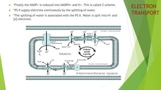 ELECTRON
TRANSPORT
 *Finally the NADP+ is reduced into NADPH+ and H+. This is called Z scheme.
 *PS II supply electrons continuously by the splitting of water.
 *The splitting of water is associated with the PS II. Water is split into H+ and
[o] electrons.
 