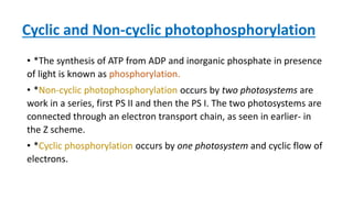 Cyclic and Non-cyclic photophosphorylation
• *The synthesis of ATP from ADP and inorganic phosphate in presence
of light is known as phosphorylation.
• *Non-cyclic photophosphorylation occurs by two photosystems are
work in a series, first PS II and then the PS I. The two photosystems are
connected through an electron transport chain, as seen in earlier- in
the Z scheme.
• *Cyclic phosphorylation occurs by one photosystem and cyclic flow of
electrons.
 