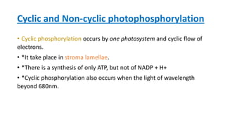 Cyclic and Non-cyclic photophosphorylation
• Cyclic phosphorylation occurs by one photosystem and cyclic flow of
electrons.
• *It take place in stroma lamellae.
• *There is a synthesis of only ATP, but not of NADP + H+
• *Cyclic phosphorylation also occurs when the light of wavelength
beyond 680nm.
 