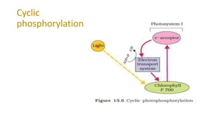 Cyclic
phosphorylation
 