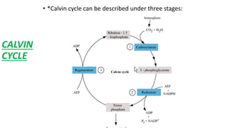 CALVIN
CYCLE
• *Calvin cycle can be described under three stages:
 