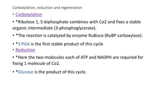 Carboxylation, reduction and regeneration
• Carboxylation
• *Ribulose 1, 5-biphosphate combines with Co2 and fixes a stable
organic intermediate (3-phosphoglycerate).
• *The reaction is catalyzed by enzyme RuBisco (RuBP carboxylase).
• *3 PGA is the first stable product of this cycle
• Reduction
• *Here the two molecules each of ATP and NADPH are required for
fixing 1 molecule of Co2.
• *Glucose is the product of this cycle.
 