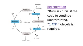 Regeneration
*RuBP is crucial if the
cycle to continue
uninterrupted.
*1 ATP molecule is
required.
 