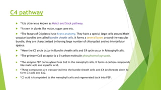 C4 pathway
 *It is otherwise known as Hatch and Slack pathway.
 *It seen in plants like maize, sugar cane etc.
 *The leaves of C4 plants have Kranz anatomy. They have a special large cells around their
vascular bundles are called bundle sheath cells. It forms a several layers around the vascular
bundle; they are characterized by having large number of chloroplast and no intercellular
spaces.
 *Here the C3 cycle occur in Bundle sheath cells and C4 cycle occur in Mesophyll cells.
 *The primary Co2 acceptor is a 3-carbon molecule phosphoenol pyruvate.
 *The enzyme PEP Carboxylase fixes Co2 in the mesophyll cells. It forms 4-carbon compounds
like malic acid and aspartic acid.
 *These compounds are transported into the bundle sheath cells and C4 acid breaks down to
form C3 acid and Co2.
 *C3 acid is transported to the mesophyll cells and regenerated back into PEP.
 