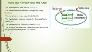 WHERE DOES PHOTOSYNTHESIS TAKE PLACE?
*The photosynthesis takes place in chloroplast.
*The innermost membrane of the chloroplast is called
thylakoids.
*Chlorophyll pigments are present in thylakoids.
*The thylakoids are arranged in stacks like the piles of coins
called grana.
*The cytoplasm of the chloroplast is called stroma.
*The stroma of the chloroplast contains enzymes required for
the synthesis of carbohydrates and proteins.
 