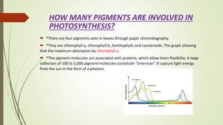 HOW MANY PIGMENTS ARE INVOLVED IN
PHOTOSYNTHESIS?
 *There are four pigments seen in leaves through paper chromatography.
 *They are chlorophyll a, chlorophyll b, Xanthophylls and carotenoids. The graph showing
that the maximum absorption by chlorophyll a.
 *The pigment molecules are associated with proteins, which allow them flexibility. A large
collection of 100 to 5,000 pigment molecules constitute “antennae”. It capture light energy
from the sun in the form of a photons.
 