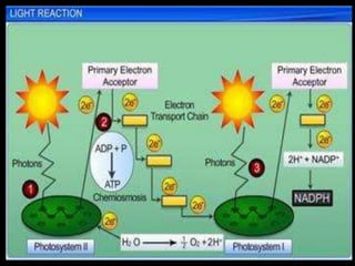 Photosynthesis
