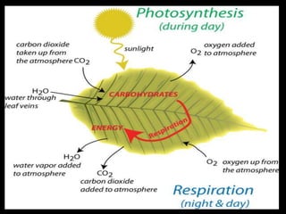 Photosynthesis
