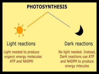 Photosynthesis