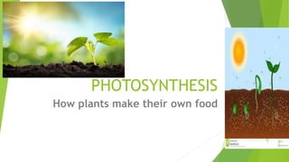 PHOTOSYNTHESIS
How plants make their own food
 