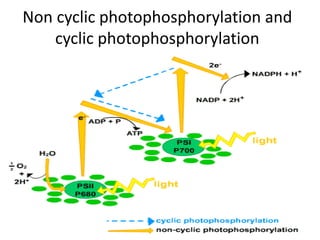 Non cyclic photophosphorylation and
cyclic photophosphorylation
 