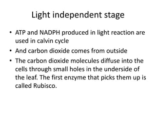 Light independent stage
• ATP and NADPH produced in light reaction are
used in calvin cycle
• And carbon dioxide comes from outside
• The carbon dioxide molecules diffuse into the
cells through small holes in the underside of
the leaf. The first enzyme that picks them up is
called Rubisco.
 