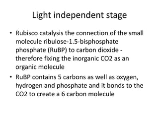 Light independent stage
• Rubisco catalysis the connection of the small
molecule ribulose-1.5-bisphosphate
phosphate (RuBP) to carbon dioxide -
therefore fixing the inorganic CO2 as an
organic molecule
• RuBP contains 5 carbons as well as oxygen,
hydrogen and phosphate and it bonds to the
CO2 to create a 6 carbon molecule
 