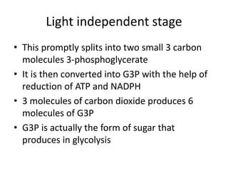 Light independent stage
• This promptly splits into two small 3 carbon
molecules 3-phosphoglycerate
• It is then converted into G3P with the help of
reduction of ATP and NADPH
• 3 molecules of carbon dioxide produces 6
molecules of G3P
• G3P is actually the form of sugar that
produces in glycolysis
 