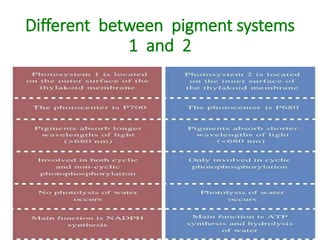 Different between pigment systems
1 and 2
 