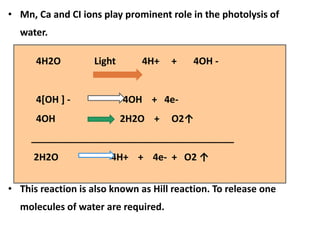 • Mn, Ca and CI ions play prominent role in the photolysis of
water.
• This reaction is also known as Hill reaction. To release one
molecules of water are required.
4H2O Light 4H+ + 4OH -
4[OH ] - 4OH + 4e-
4OH 2H2O + O2↑
______________________________________
2H2O 4H+ + 4e- + O2 ↑
 