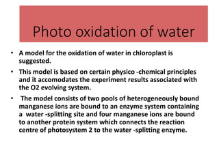Photo oxidation of water
• A model for the oxidation of water in chloroplast is
suggested.
• This model is based on certain physico -chemical principles
and it accomodates the experiment results associated with
the O2 evolving system.
• The model consists of two pools of heterogeneously bound
manganese ions are bound to an enzyme system containing
a water -splitting site and four manganese ions are bound
to another protein system which connects the reaction
centre of photosystem 2 to the water -splitting enzyme.
 