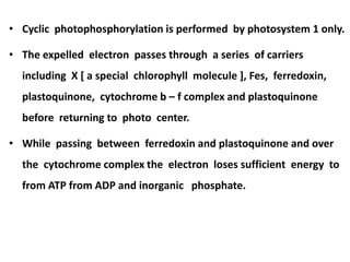 • Cyclic photophosphorylation is performed by photosystem 1 only.
• The expelled electron passes through a series of carriers
including X [ a special chlorophyll molecule ], Fes, ferredoxin,
plastoquinone, cytochrome b – f complex and plastoquinone
before returning to photo center.
• While passing between ferredoxin and plastoquinone and over
the cytochrome complex the electron loses sufficient energy to
from ATP from ADP and inorganic phosphate.
 