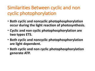 Similarities Between cyclic and non
cyclic photophorylation
• Both cyclic and noncyclic photophosphorylation
occur during the light reaction of photosynthesis.
• Cyclic and non cyclic photophosphorylation are
two types ETS.
• Both cyclic and noncyclic photophosphorylation
are light dependent.
• Both cyclic and non cyclic photophosphorylation
generate ATP.
 