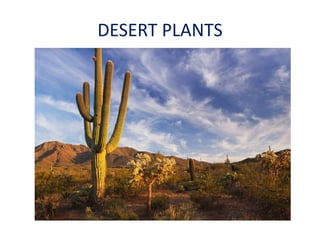 DESERT PLANTS
 