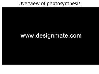 Overview of photosynthesis
 