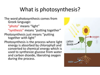 What is photosynthesis?
The word photosynthesis comes from
Greek language:
“photo” means “light”
“synthesis” means “putting together”
Photosynthesis just means “putting
together with light”
Photosynthesis is the process where light
energy is absorbed by chlorophyll and
converted to chemical energy which is
used to synthesize glucose from water
and carbon dioxide, liberating oxygen
during the process.
 