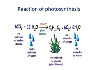 Reaction of photosynthesis
 