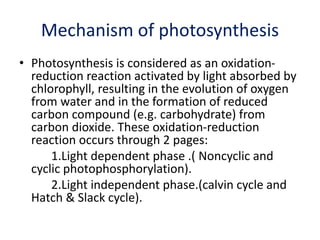 Mechanism of photosynthesis
• Photosynthesis is considered as an oxidation-
reduction reaction activated by light absorbed by
chlorophyll, resulting in the evolution of oxygen
from water and in the formation of reduced
carbon compound (e.g. carbohydrate) from
carbon dioxide. These oxidation-reduction
reaction occurs through 2 pages:
1.Light dependent phase .( Noncyclic and
cyclic photophosphorylation).
2.Light independent phase.(calvin cycle and
Hatch & Slack cycle).
 