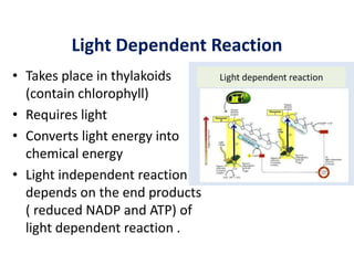 Light Dependent Reaction
• Takes place in thylakoids
(contain chlorophyll)
• Requires light
• Converts light energy into
chemical energy
• Light independent reaction
depends on the end products
( reduced NADP and ATP) of
light dependent reaction .
 