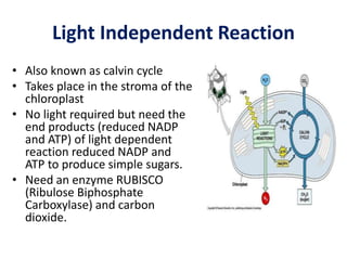 Light Independent Reaction
• Also known as calvin cycle
• Takes place in the stroma of the
chloroplast
• No light required but need the
end products (reduced NADP
and ATP) of light dependent
reaction reduced NADP and
ATP to produce simple sugars.
• Need an enzyme RUBISCO
(Ribulose Biphosphate
Carboxylase) and carbon
dioxide.
 