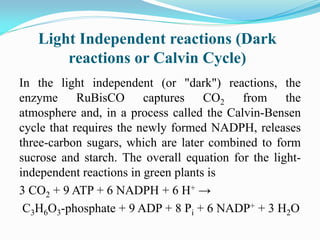 Light Independent reactions (Dark
reactions or Calvin Cycle)
In the light independent (or "dark") reactions, the
enzyme RuBisCO captures CO2 from the
atmosphere and, in a process called the Calvin-Bensen
cycle that requires the newly formed NADPH, releases
three-carbon sugars, which are later combined to form
sucrose and starch. The overall equation for the light-
independent reactions in green plants is
3 CO2 + 9 ATP + 6 NADPH + 6 H+ →
C3H6O3-phosphate + 9 ADP + 8 Pi + 6 NADP+ + 3 H2O
 