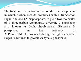 The fixation or reduction of carbon dioxide is a process
in which carbon dioxide combines with a five-carbon
sugar, ribulose 1,5-bisphosphate, to yield two molecules
of a three-carbon compound, glycerate 3-phosphate,
also known as 3-phosphoglycerate. Glycerate 3-
phosphate, in the presence of
ATP and NADPH produced during the light-dependent
stages, is reduced to glyceraldehyde 3-phosphate.
 