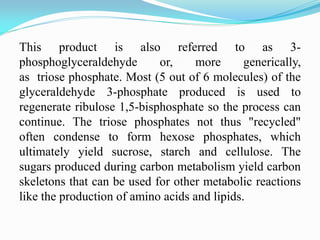 This product is also referred to as 3-
phosphoglyceraldehyde or, more generically,
as triose phosphate. Most (5 out of 6 molecules) of the
glyceraldehyde 3-phosphate produced is used to
regenerate ribulose 1,5-bisphosphate so the process can
continue. The triose phosphates not thus "recycled"
often condense to form hexose phosphates, which
ultimately yield sucrose, starch and cellulose. The
sugars produced during carbon metabolism yield carbon
skeletons that can be used for other metabolic reactions
like the production of amino acids and lipids.
 
