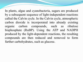 In plants, algae and cyanobacteria, sugars are produced
by a subsequent sequence of light-independent reactions
called the Calvin cycle. In the Calvin cycle, atmospheric
carbon dioxide is incorporated into already existing
organic carbon compounds, such as ribulose
bisphosphate (RuBP). Using the ATP and NADPH
produced by the light-dependent reactions, the resulting
compounds are then reduced and removed to form
further carbohydrates, such as glucose.
 