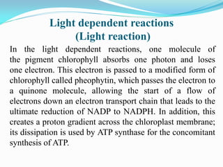 Light dependent reactions
(Light reaction)
In the light dependent reactions, one molecule of
the pigment chlorophyll absorbs one photon and loses
one electron. This electron is passed to a modified form of
chlorophyll called pheophytin, which passes the electron to
a quinone molecule, allowing the start of a flow of
electrons down an electron transport chain that leads to the
ultimate reduction of NADP to NADPH. In addition, this
creates a proton gradient across the chloroplast membrane;
its dissipation is used by ATP synthase for the concomitant
synthesis of ATP.
 