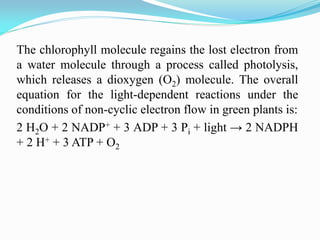 The chlorophyll molecule regains the lost electron from
a water molecule through a process called photolysis,
which releases a dioxygen (O2) molecule. The overall
equation for the light-dependent reactions under the
conditions of non-cyclic electron flow in green plants is:
2 H2O + 2 NADP+ + 3 ADP + 3 Pi + light → 2 NADPH
+ 2 H+ + 3 ATP + O2
 