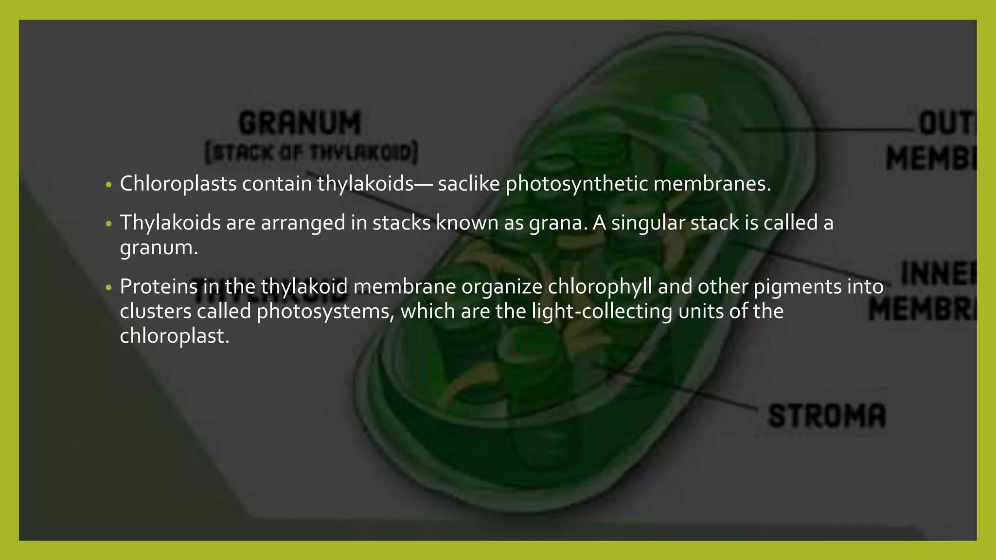 Photosynthesis | PPTX