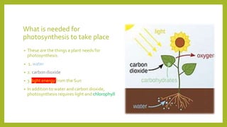 What is needed for
photosynthesis to take place
• These are the things a plant needs for
photosynthesis:
• 1. water
• 2. carbon dioxide
• 3. light energy from the Sun
• In addition to water and carbon dioxide,
photosynthesis requires light and chlorophyll.
 