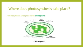 Where does photosynthesis take place?
• Photosynthesis takes place inside chloroplasts
 